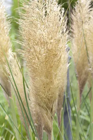 Cortaderia selloana 'Tiny Pampa' - 2.5 Ltr pot