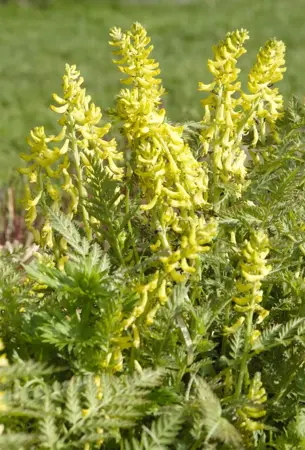 Corydalis lutea - P9