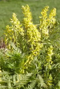 Corydalis lutea - P9