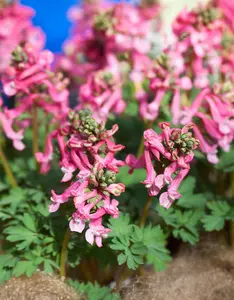 Corydalis sol. 'Beth Evans' - flower bulb 6/8 - image 3