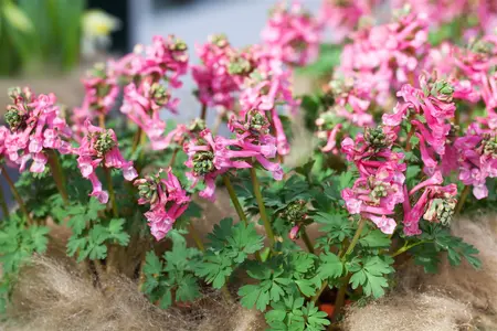 Corydalis sol. 'Beth Evans' - flower bulb 6/8 - image 2