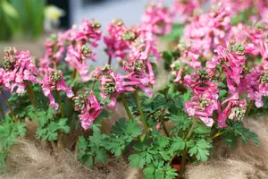Corydalis sol. 'Beth Evans' - flower bulb 6/8 - image 2