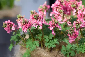 Corydalis sol. 'Beth Evans'