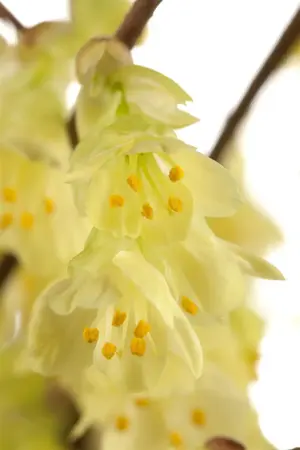 Corylopsis pauciflora - 60-80 CM C20 - image 4