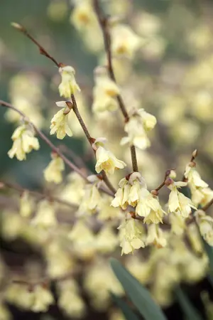Corylopsis pauciflora - 60-80 CM C15 - image 5