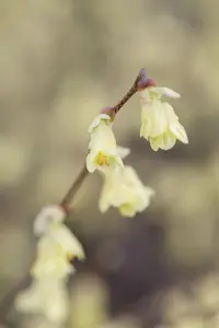 Corylopsis pauciflora - 125-150 CM C20 - image 4