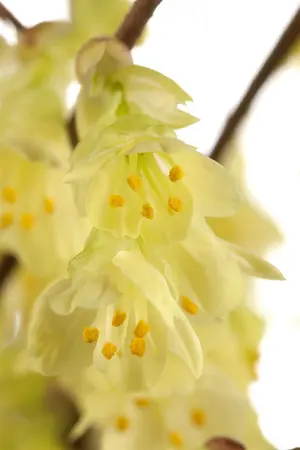 Corylopsis pauciflora - C3.5 - image 2