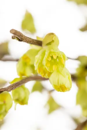 Corylopsis pauciflora - 40-50 CM RB - image 3