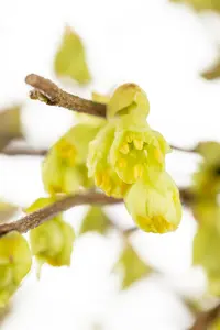 Corylopsis pauciflora - 60-80 CM C12 - image 3