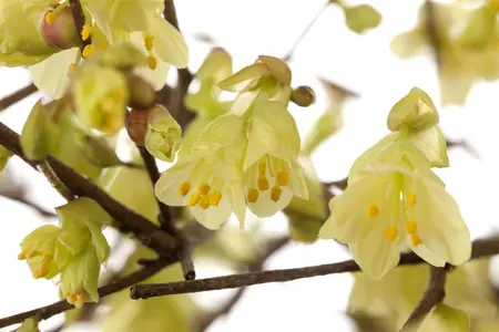 Corylopsis pauciflora - 30-40 CM C5 - image 3