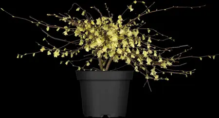 Corylopsis pauciflora - 30-40 CM RB - image 2