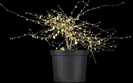 Corylopsis pauciflora - 25-30 CM RB - image 1