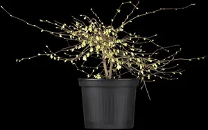 Corylopsis pauciflora