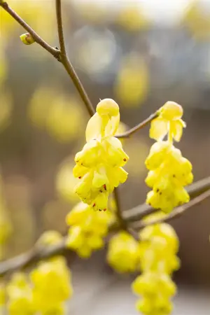 Corylopsis sinensis 'Spring Purple' - 30-40 CM C2 - image 5