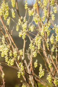 Corylopsis sinensis 'Spring Purple'