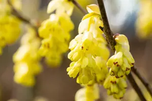 Corylopsis sinensis 'Spring Purple' - 30-40 CM C2 - image 2