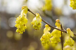 Corylopsis sinensis 'Spring Purple' - 30-40 CM C2 - image 3