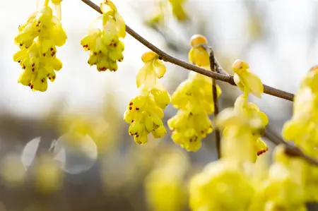 Corylopsis sinensis 'Spring Purple' - 30-40 CM C2 - image 4