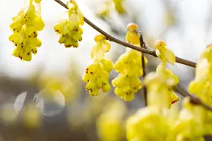 Corylopsis sinensis 'Spring Purple' - 30-40 CM C2 - image 4