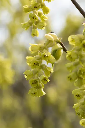 Corylopsis spicata - 100-125 CM C18 - image 5