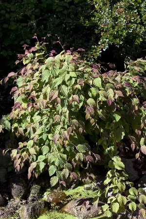 Corylopsis spicata - 60-80 CM C12 - image 2