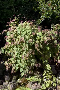 Corylopsis spicata - 60-80 CM C12 - image 2