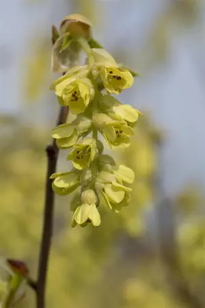Corylopsis spicata - 60-80 CM C12 - image 4