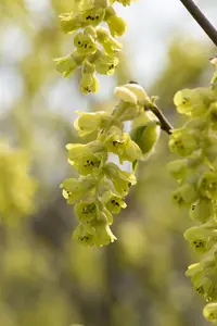Corylopsis spicata - 60-80 CM C12 - image 5
