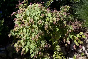 Corylopsis spicata
