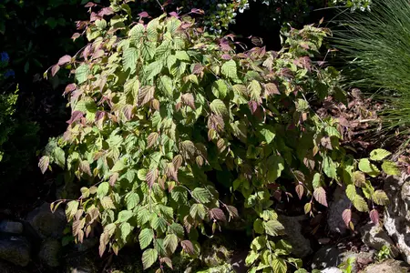 Corylopsis spicata - 60-80 CM C12 - image 1