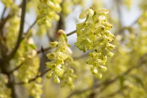 Corylopsis spicata - 60-80 CM C12 - image 3