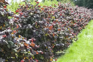 Corylus a. 'Red Zellernut' - 150-175 CM C12 - image 2