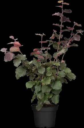 Corylus a. 'Red Zellernut' - 80-100 CM C10 - image 1