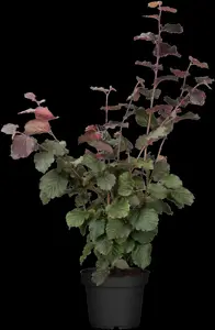 Corylus a. 'Roodpit Lambertsnoot'