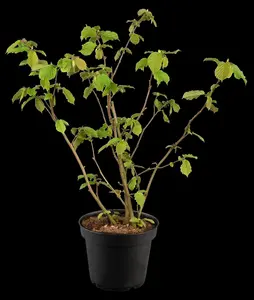Corylus a. 'Webb's Prize Cob' - 4 Ltr pot - image 3