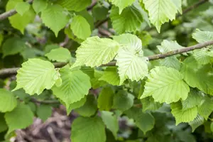 Corylus a. 'Webb's Prize Cob'