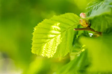 Corylus a. 'Webb's Prize Cob' - 2 Ltr, 3 canes - image 2