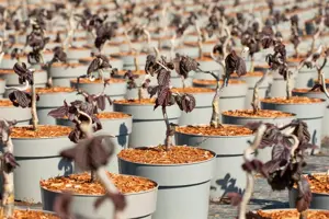 Corylus avel. 'Red Majestic'? - 100 STEM 7.5L - image 3