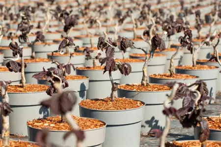 Corylus avel. 'Red Majestic'? - Liners bare root - image 3