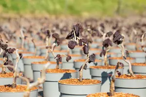 Corylus avel. 'Red Majestic'? - 90 CM STEM C10 - image 4