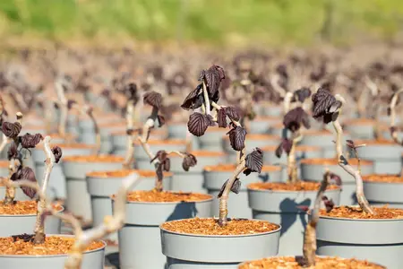 Corylus avel. 'Red Majestic'? - SOLITAIR 150-175 CM C35 - image 4