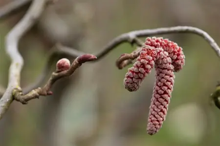 Corylus avel. 'Red Majestic'? - 40-60 CM C4 - image 2