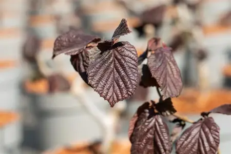 Corylus avel. 'Red Majestic'? - 40-60 CM C4 - image 5
