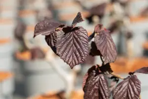 Corylus avel. 'Red Majestic'? - 40-60 CM C4 - image 5