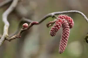 Corylus avel. 'Red Majestic'? - 90 CM STEM C10 - image 2