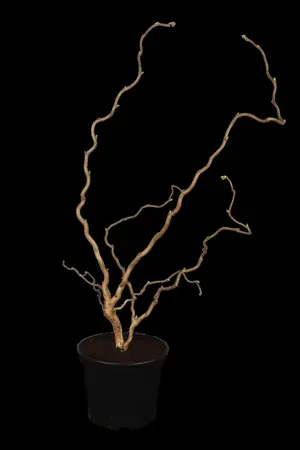 Corylus avellana 'Contorta' - 100-125 CM RB - image 1