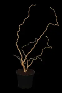 Corylus avellana 'Contorta' - 1/2 STDS C7.5 - image 1