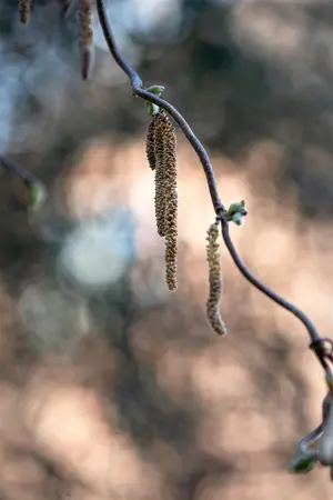 Corylus avellana 'Contorta' - 60-80 CM C7.5 - image 4