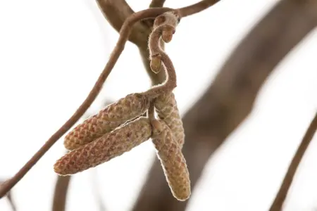 Corylus avellana 'Contorta' - P11 - image 3