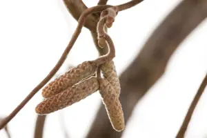 Corylus avellana 'Contorta' - P11 - image 3